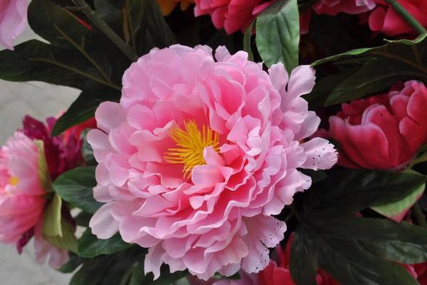 牡丹花功效与作用及禁忌