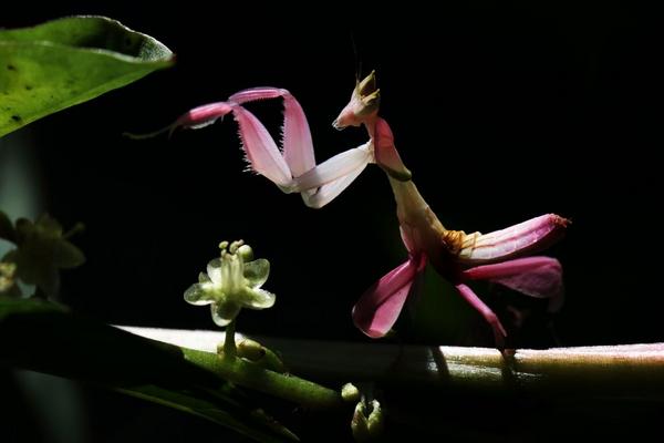 兰花螳螂介绍及图片大全-