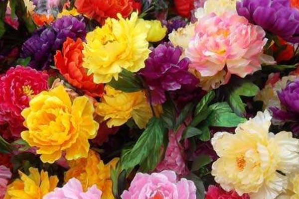 牡丹花是什么颜色