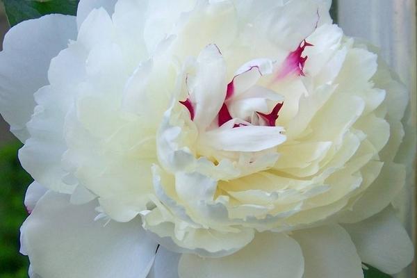 牡丹花是什么颜色