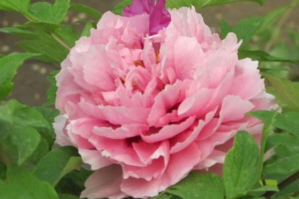 牡丹花是什么颜色