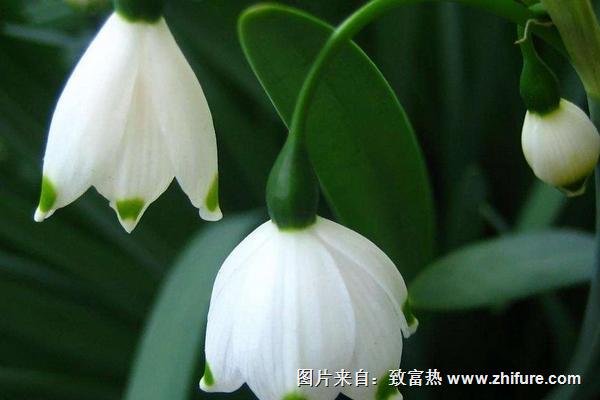 铃兰花花语是什么