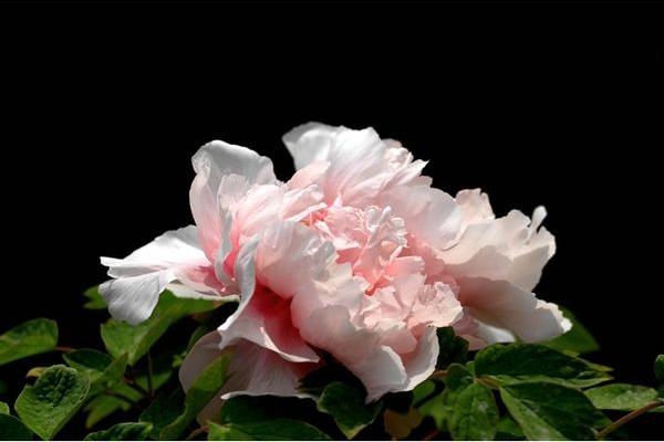 怎样种牡丹花种子