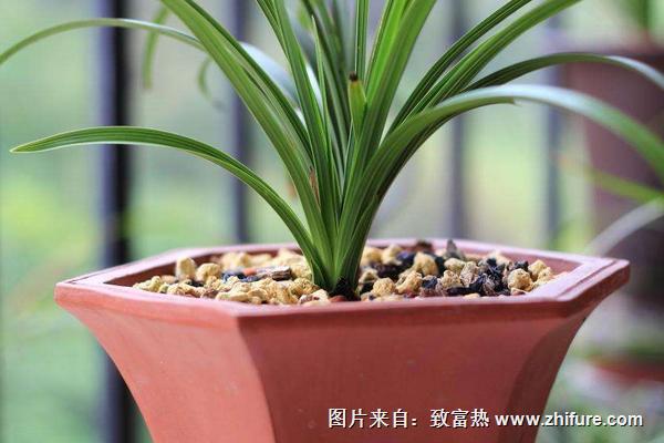 种兰花用什么土最好