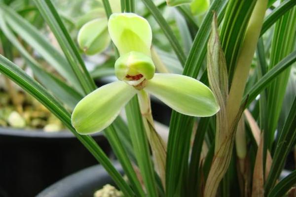 兰花叶子有黑斑怎么办