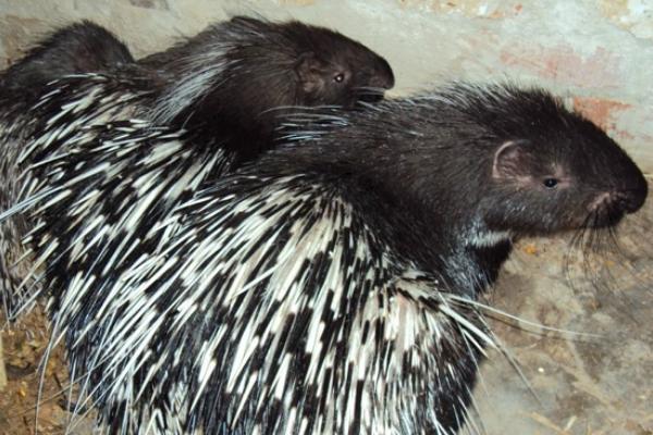 豪猪怎么做好吃