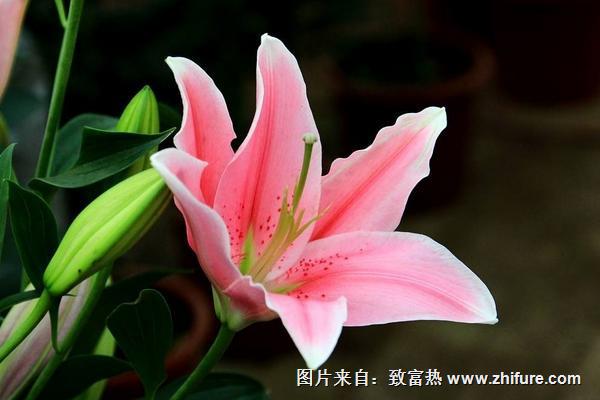 百合花过敏怎么办