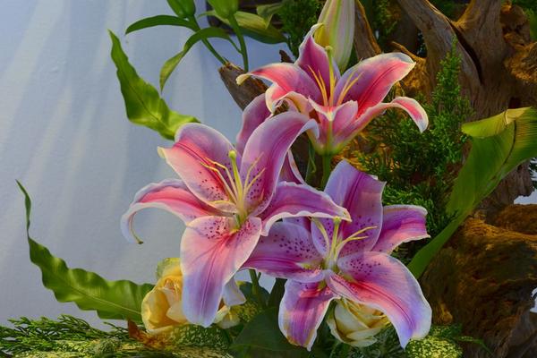 百合花过敏怎么办