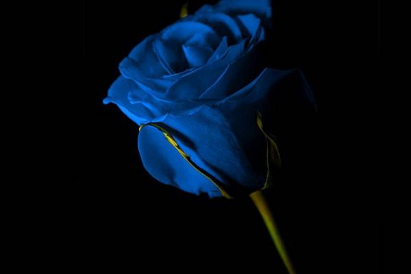 玫瑰花花语是什么