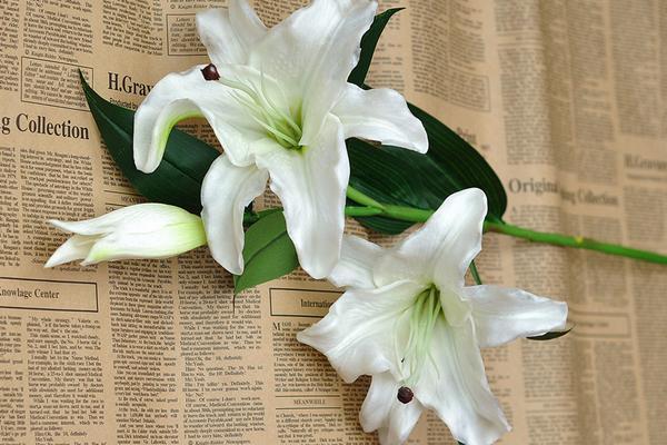 香水百合多少钱一支