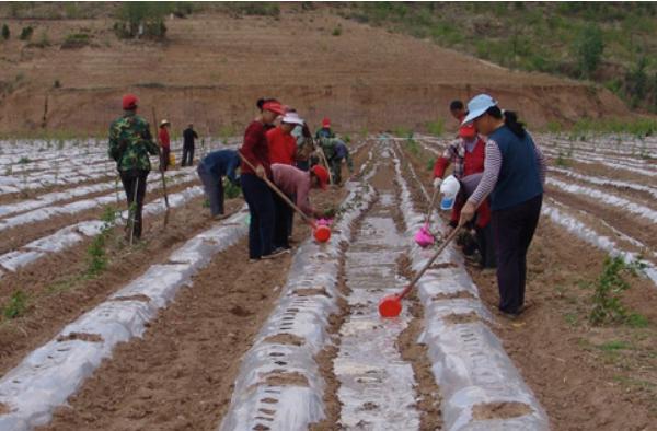 种红薯用什么肥料?