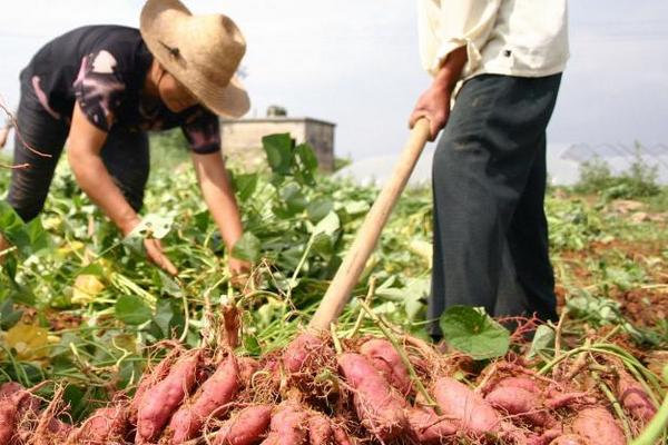 种红薯用什么肥料?