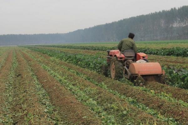 种红薯用什么肥料?