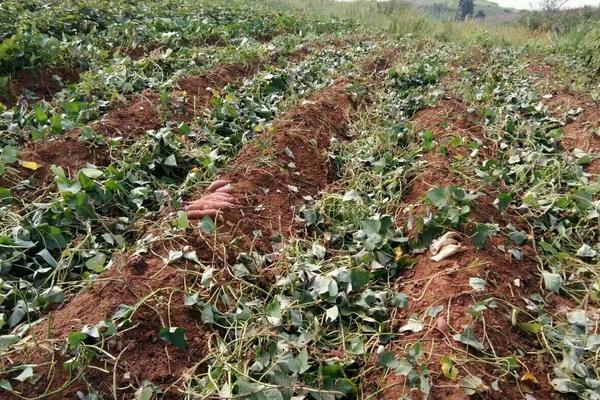 种红薯用什么肥料?