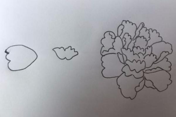 牡丹花怎么画(图解步骤)