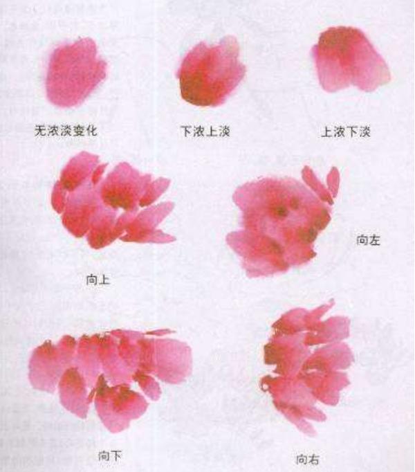 牡丹花怎么画(图解步骤)