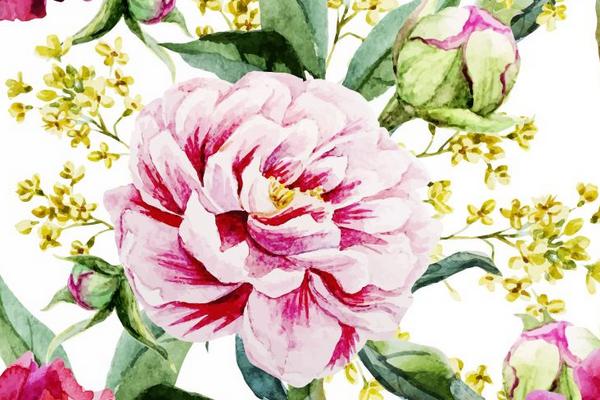 牡丹花怎么画(图解步骤)