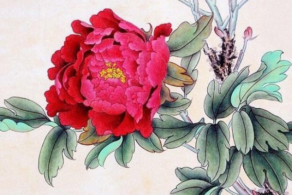 牡丹花怎么画(图解步骤)