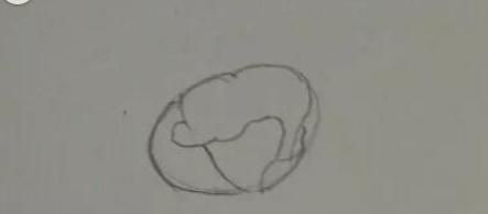 玫瑰花简笔画怎么画(图解步骤)