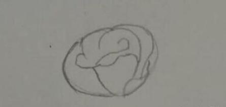 玫瑰花简笔画怎么画(图解步骤)