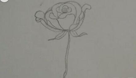 玫瑰花简笔画怎么画(图解步骤)