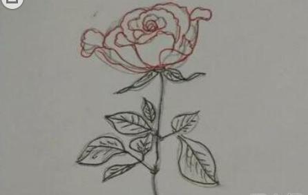 玫瑰花简笔画怎么画(图解步骤)