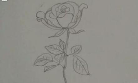 玫瑰花简笔画怎么画(图解步骤)