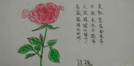 玫瑰花简笔画怎么画(图解步骤)