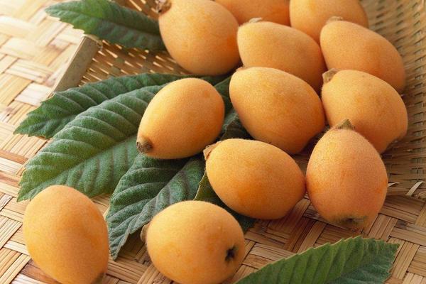 枇杷果的功效与作用及禁忌