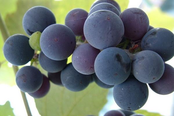 夏黑葡萄图片大全