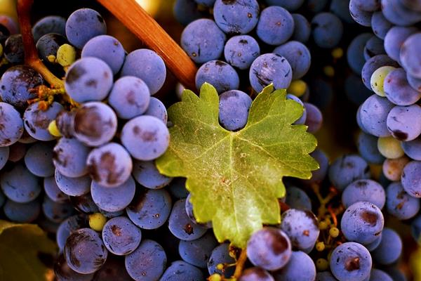 夏黑葡萄图片大全