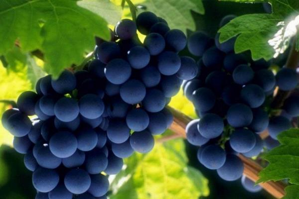 夏黑葡萄有籽吗