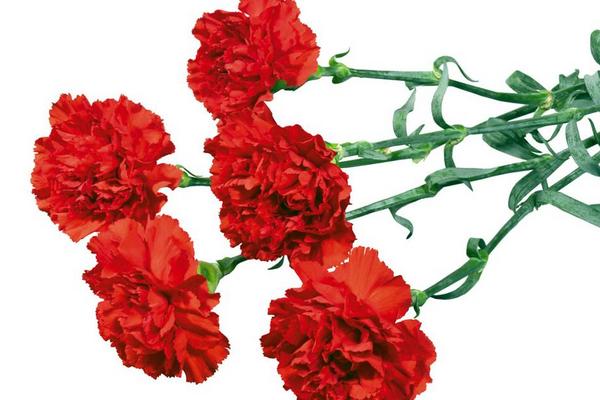 送百合花代表什么意思