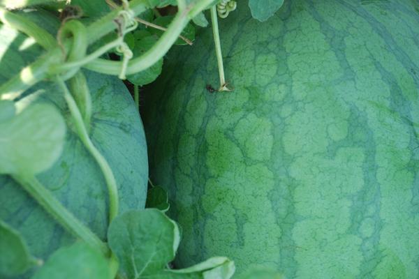 西瓜的品种有哪些