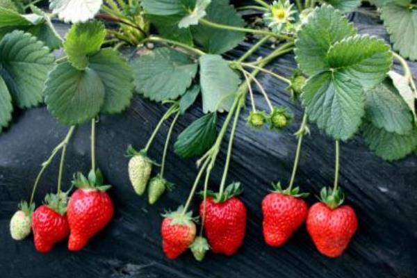 草莓什么时候种植最好