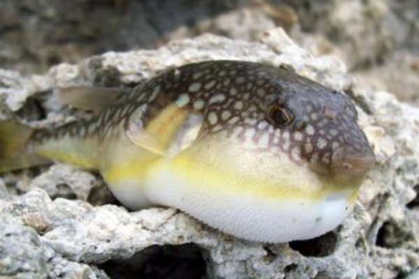 孕妇可以吃河豚吗?