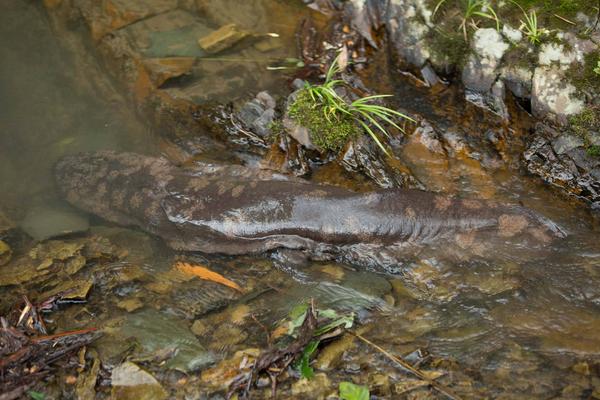 娃娃鱼是国家几级保护动物?