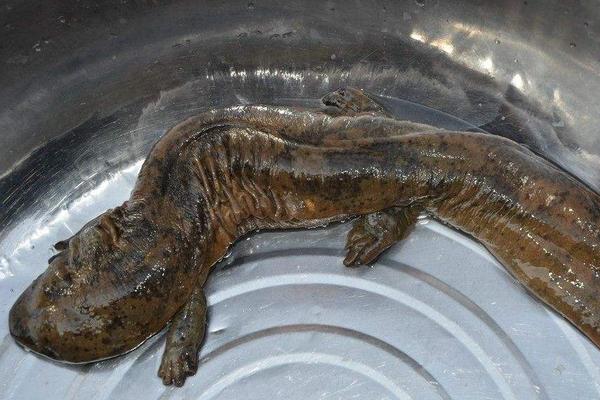 娃娃鱼是国家几级保护动物?