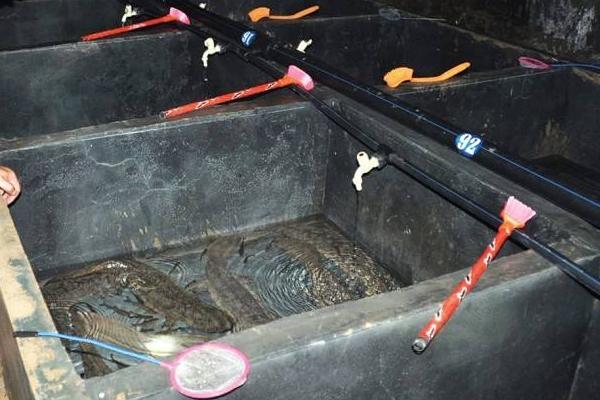 娃娃鱼是国家几级保护动物?