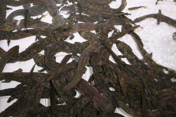 娃娃鱼是国家几级保护动物?