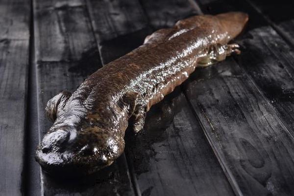 娃娃鱼是国家几级保护动物?