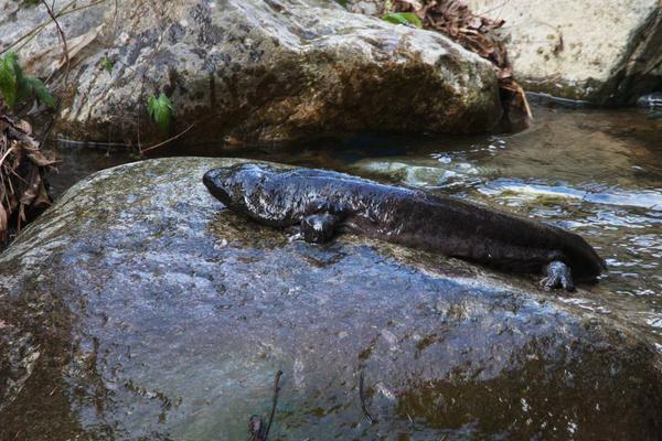 娃娃鱼为什么叫娃娃鱼？