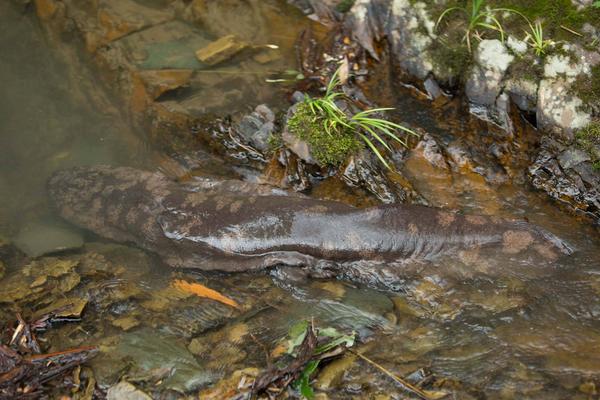 娃娃鱼为什么叫娃娃鱼？