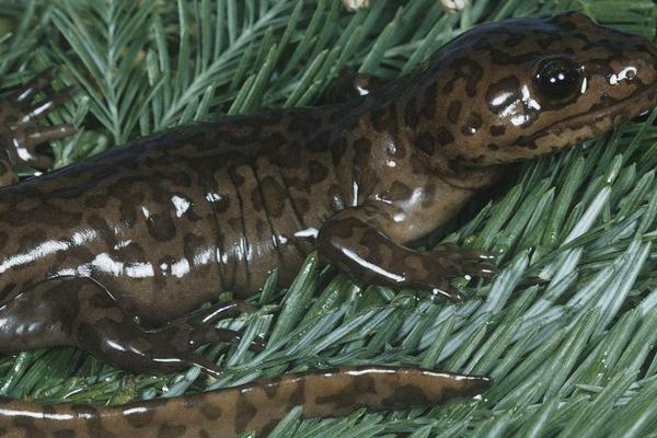 孕妇能吃娃娃鱼吗？