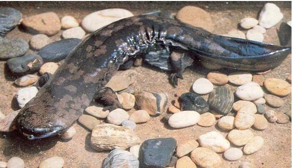 孕妇能吃娃娃鱼吗？