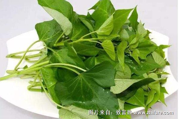 红薯叶功效与作用及禁忌