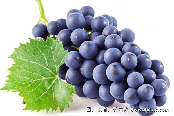 巨峰葡萄种植管理技术