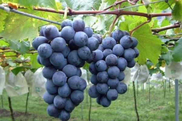 巨峰葡萄产地在哪里