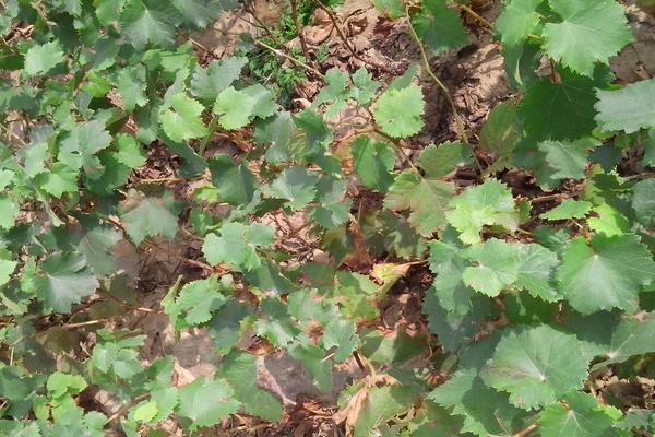 巨峰葡萄管理技术