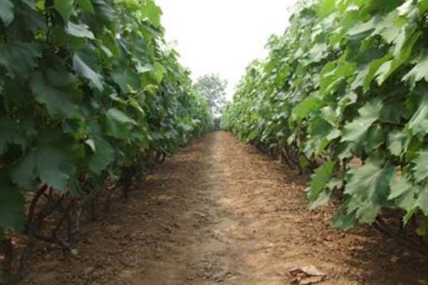 巨峰葡萄管理技术视频